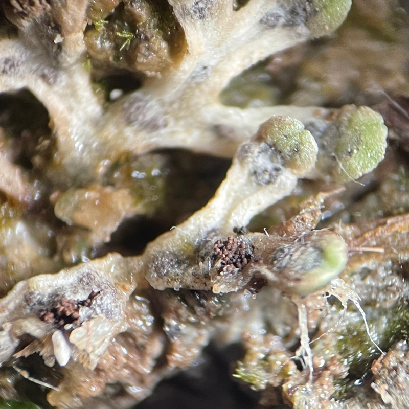 Riccia bifurca